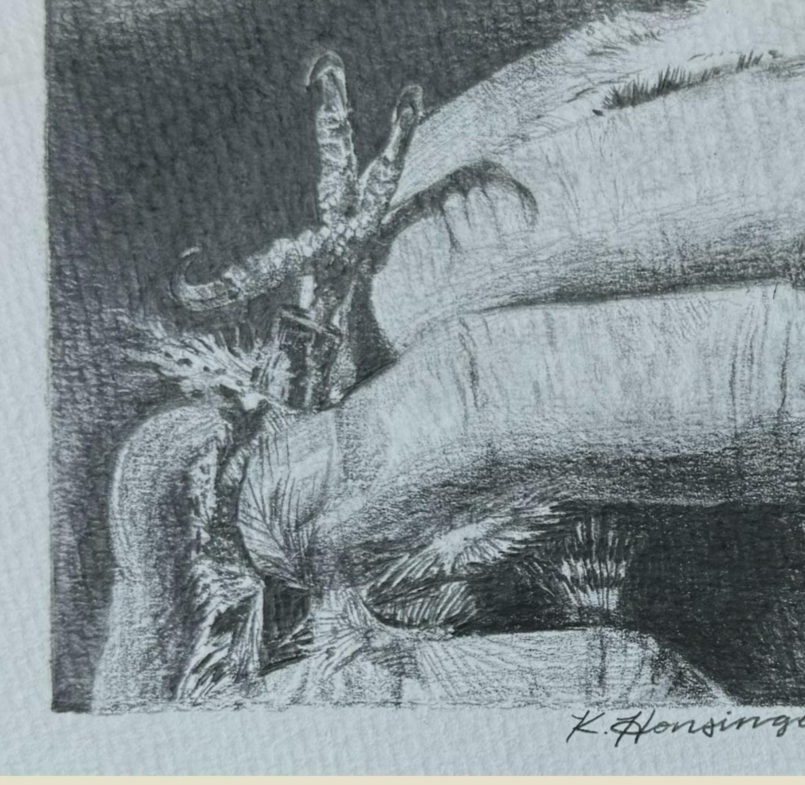 Banding a Three-Toed Woodpecker graphite drawing by Kiley Honsinger